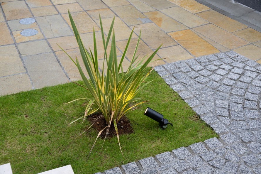 黄緑色のニューサイラン