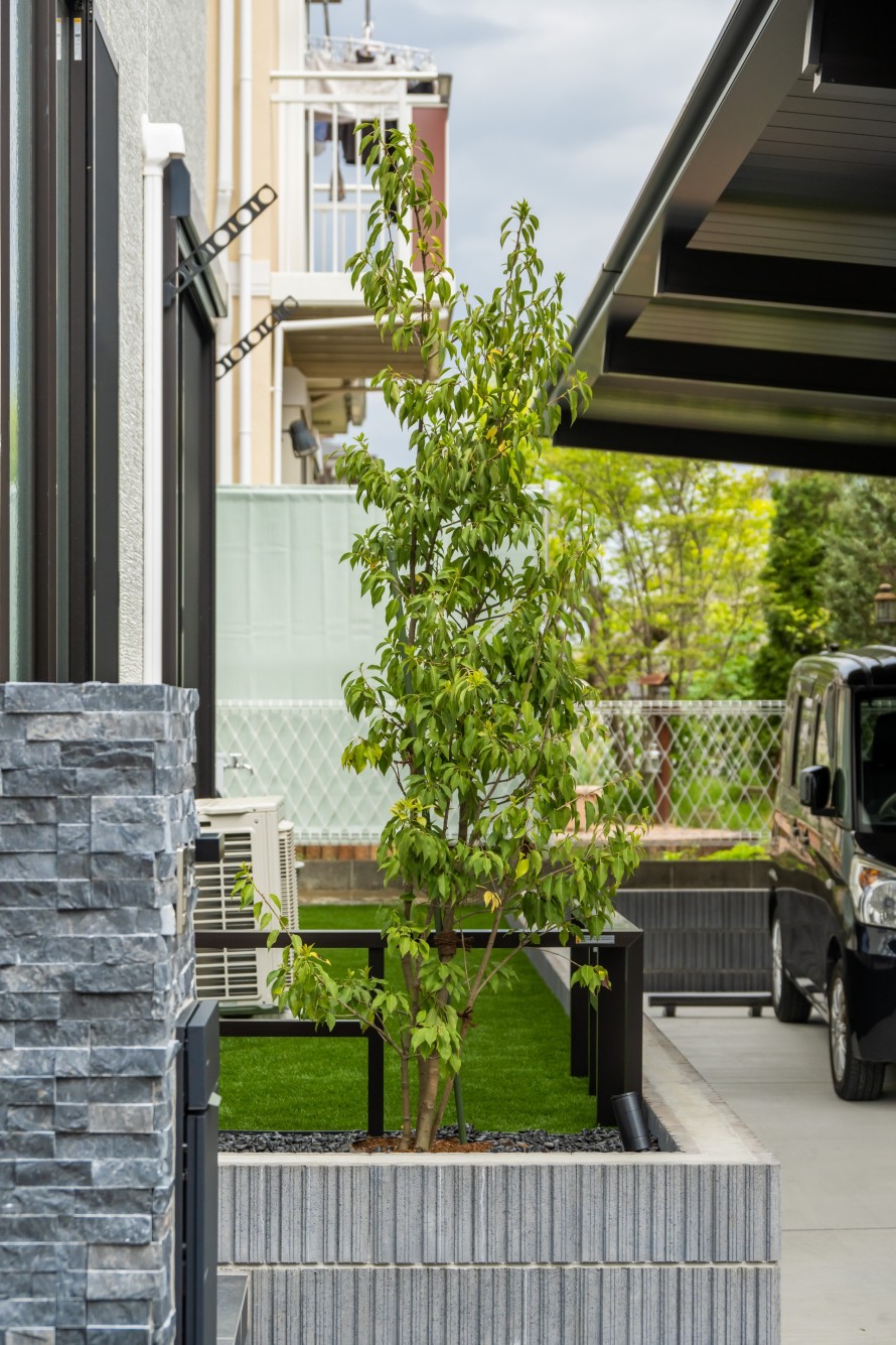 常緑樹のソヨゴ