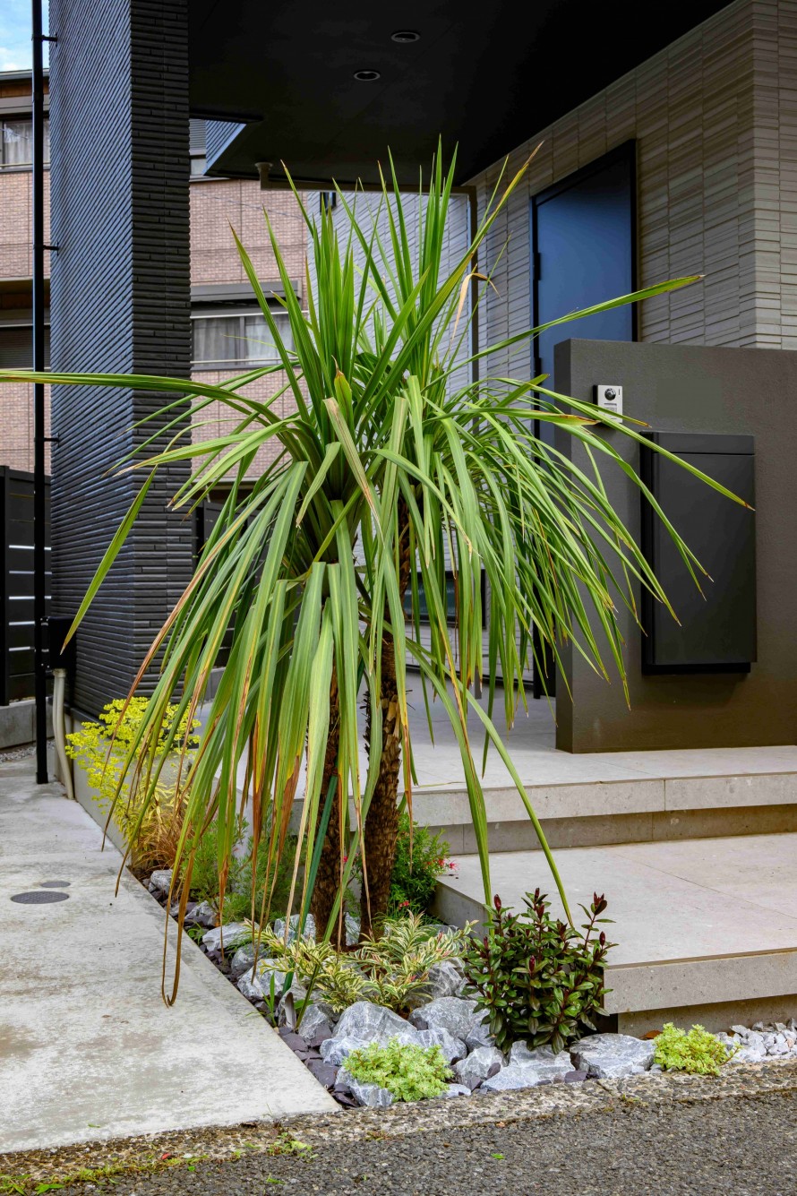 ヤシの木の成長